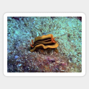 Chromodoris joshi nudibranch Sticker